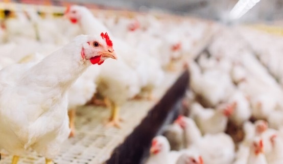 БАБХ констатира в обект за отглеждане на пъдпъдъци за яйца в